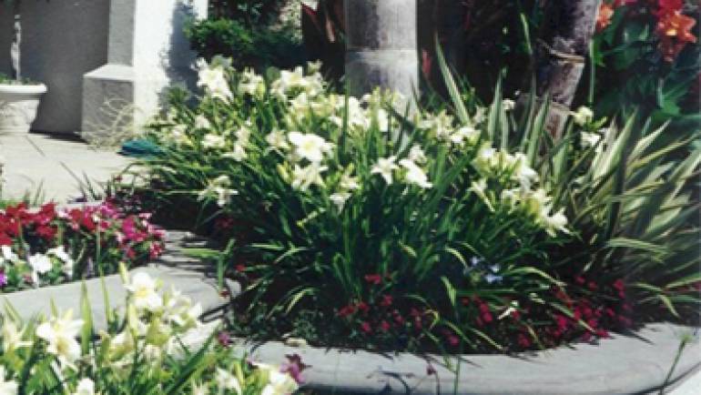 Eco-Friendly Garden