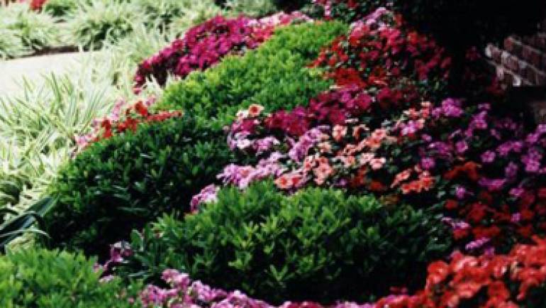 The Best Idea for Flowers
